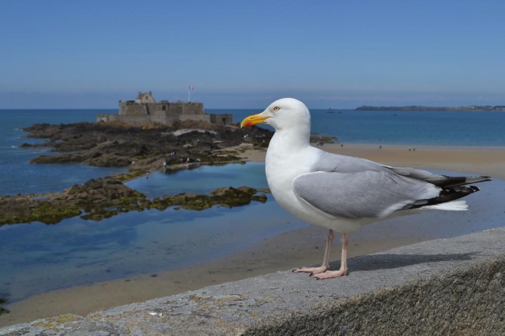 Gaviotas, las protagonistas de este post