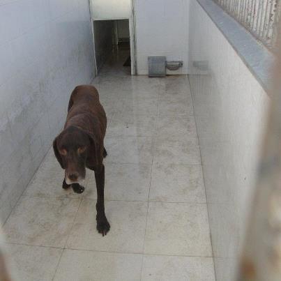 Foto: TONY: Guapísimo braco de 7 años y medio entregado por su dueño... ¿a que no sabeis por que? porque ya no cazaba... Tony es muy bueno y tranquilote, al principio tenia algo de miedo pero enseguida se confia y le encantan las caricias. Por favor sabemos que estos perros son dificiles de encontrarles casa, no dejemos que Tony acabe alli sus dias!!  VIDEO: http://youtu.be/Zk6Mam9eKoU  CONTACTO: sosperrerabadajoz@gmail.com