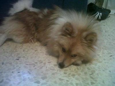 Santi, precioso pomerania en adopción, por no poder atender.