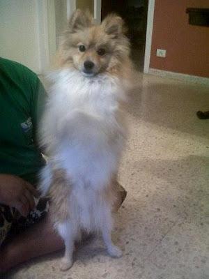 Santi, precioso pomerania en adopción, por no poder atender.