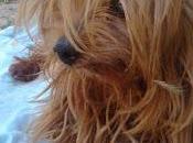 Yorshire ciego rescatado zoosanitario sevilla. golpea todo‏.