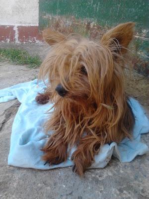 YORSHIRE CIEGO TOY RESCATADO DEL ZOOSANITARIO DE SEVILLA. SE GOLPEA CON TODO‏.