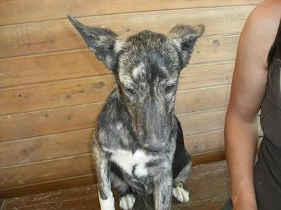 SOS!! LYSAN SUPLICA AYUDA - ACOGIDA O ADOPCION POR FAVOR.‏