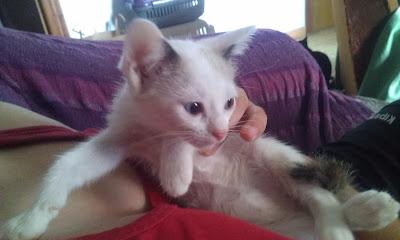 IRIS, OTRA DE LAS GATITAS TIRADAS AL REFUGIO DE PERROS,2 MESES EN ADOPCIÓN.