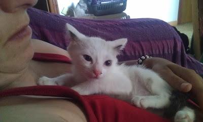 IRIS, OTRA DE LAS GATITAS TIRADAS AL REFUGIO DE PERROS,2 MESES EN ADOPCIÓN.