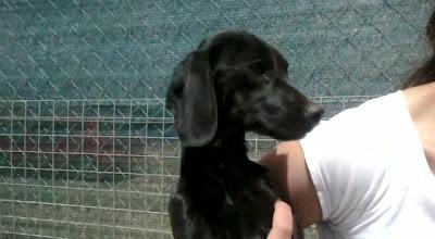 Espagueti, cachorro en la perrera, el que siempre se queda, al que nadie quiere...