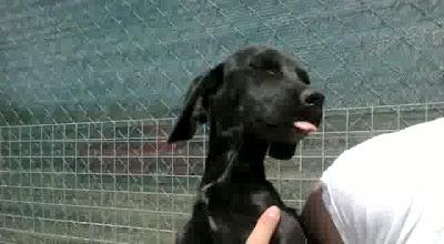 Espagueti, cachorro en la perrera, el que siempre se queda, al que nadie quiere...