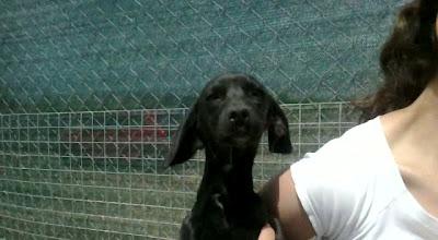 Espagueti, cachorro en la perrera, el que siempre se queda, al que nadie quiere...