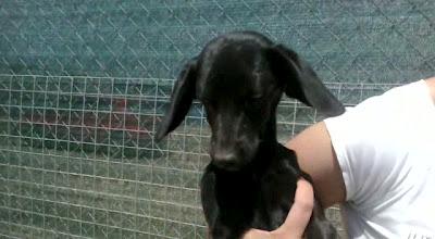 Espagueti, cachorro en la perrera, el que siempre se queda, al que nadie quiere...