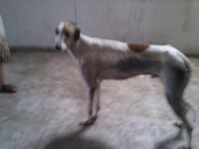 Necesitamos casa de acogida URGENTE, para un galgo que encontramos en mal estado. (Murcia).