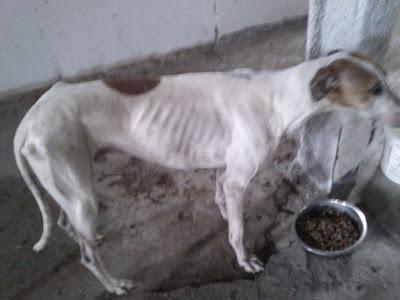 Necesitamos casa de acogida URGENTE, para un galgo que encontramos en mal estado. (Murcia).