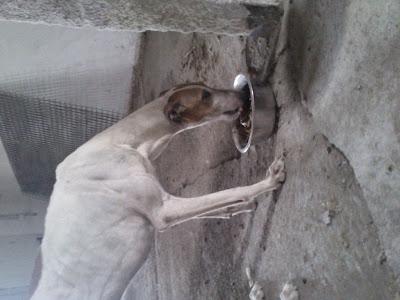 Necesitamos casa de acogida URGENTE, para un galgo que encontramos en mal estado. (Murcia).