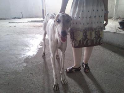 Necesitamos casa de acogida URGENTE, para un galgo que encontramos en mal estado. (Murcia).