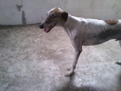 Necesitamos casa de acogida URGENTE, para un galgo que encontramos en mal estado. (Murcia).