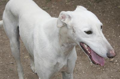 URGENTÍSIMO!!!! DAMASO, GALGO PURO totalmente blanco DE 2 AÑOS, SIGUE SIN ACOGIDA. VALENCIA‏