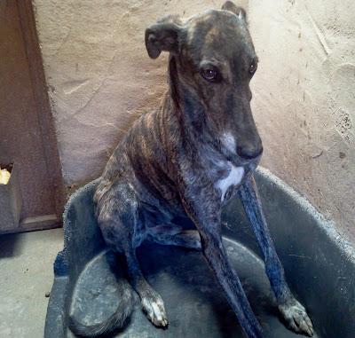 JHONDEE, precioso galgo en adopción.
