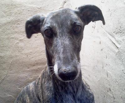 JHONDEE, precioso galgo en adopción.