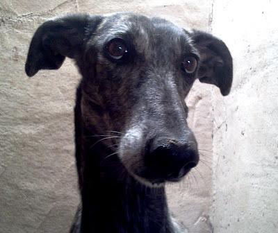 JHONDEE, precioso galgo en adopción.