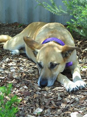 La leishmaniosis y su prevención