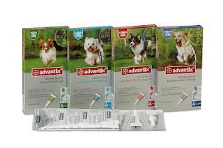 La leishmaniosis y su prevención