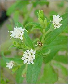 s227 Estevia o Stevia ... la planta más dulce con menos calorías ....