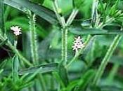 Estevia Stevia planta dulce menos calorías