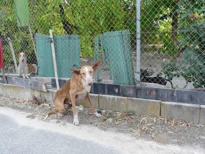 TERRIBLE, zulo de cazadores con animales comiéndose entre ellos!!. (Valencia)