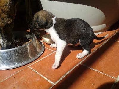 Marge y Bart (galga y cachorro) MUY URGENTE en perrera en Huelva.