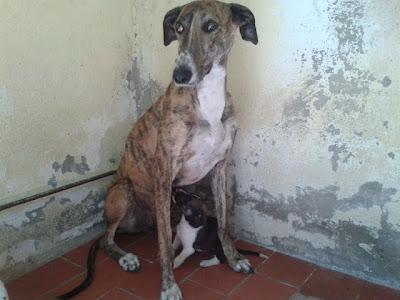 Marge y Bart (galga y cachorro) MUY URGENTE en perrera en Huelva.