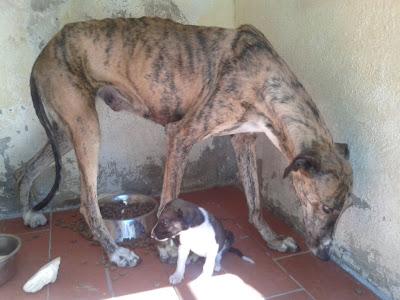 Marge y Bart (galga y cachorro) MUY URGENTE en perrera en Huelva.