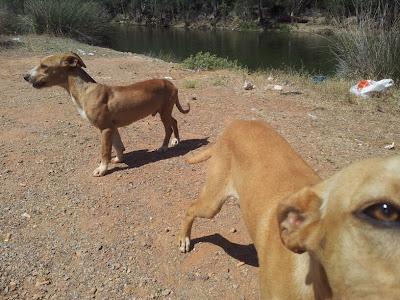 Muy urgente, se mueren, dos cachorros en un pantano de pueblo de Sevilla!!!! la gente les hacen daño, están heridos y muy desnutridos!! AYUDA!!