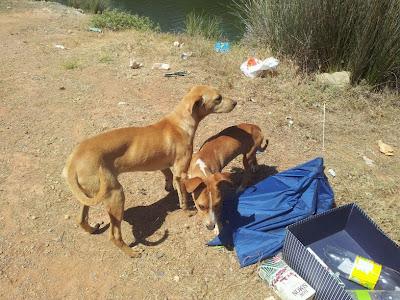 Muy urgente, se mueren, dos cachorros en un pantano de pueblo de Sevilla!!!! la gente les hacen daño, están heridos y muy desnutridos!! AYUDA!!