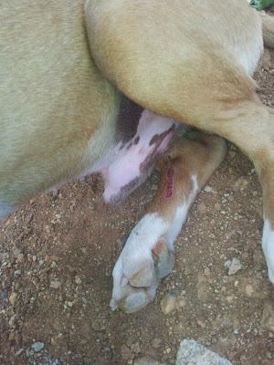 Muy urgente, se mueren, dos cachorros en un pantano de pueblo de Sevilla!!!! la gente les hacen daño, están heridos y muy desnutridos!! AYUDA!!