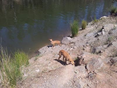 Muy urgente, se mueren, dos cachorros en un pantano de pueblo de Sevilla!!!! la gente les hacen daño, están heridos y muy desnutridos!! AYUDA!!