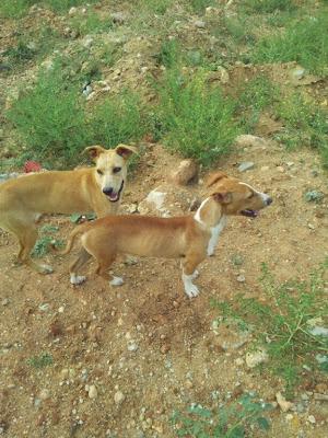 Muy urgente, se mueren, dos cachorros en un pantano de pueblo de Sevilla!!!! la gente les hacen daño, están heridos y muy desnutridos!! AYUDA!!