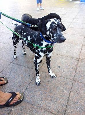 Abandonado precioso dálmata. (Cadiz)