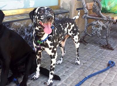 Abandonado precioso dálmata. (Cadiz)