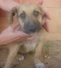 MORGAN, CACHORRO DE DOS MESES ABANDONADO, ESTÁ MUERTO DE MIEDO.