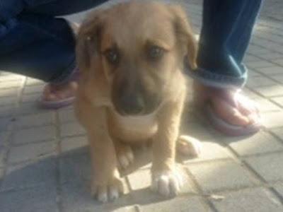 MORGAN, CACHORRO DE DOS MESES ABANDONADO, ESTÁ MUERTO DE MIEDO.