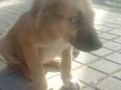 Morgan, cachorro meses abandonado, está muerto miedo.