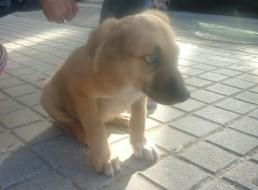 MORGAN, CACHORRO DE DOS MESES ABANDONADO, ESTÁ MUERTO DE MIEDO.