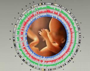 Logran conocer el ADN del feto sin practicas invasivas.