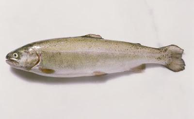 20 alimentos para no envecejer