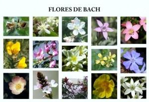 Conoces la terapia de Flores de Bach ¿Que és?