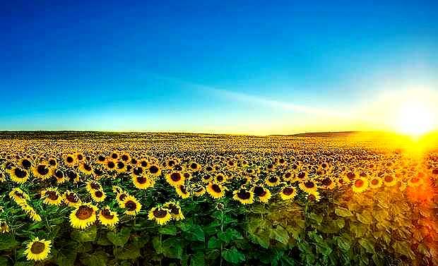 Las caras de lo falso