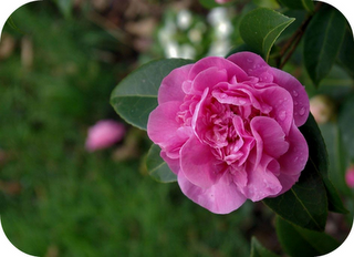 Yo recomiendo: La elegancia del erizo