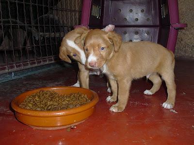 Dos cachorritos de 5 semanas en adopción, LINO Y LONI‏. (Murcia)
