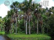 Morichales están peligro desaparecer.?