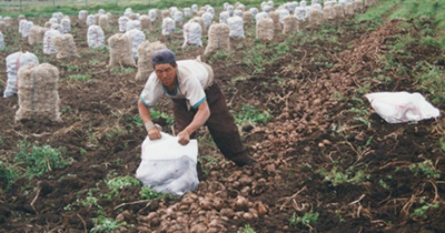 Economía campesina, herida de muerte tras el TLC