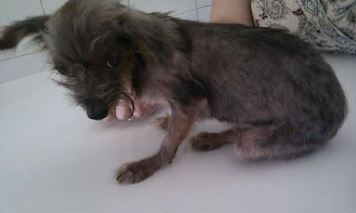 NO HAY PALABRAS!!! Momo, yorki de 1.5 kg  (Arca Noe Córdoba)